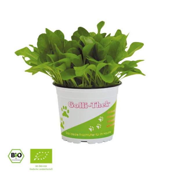 Golli-Thek® Zicholli
